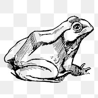 Amphibian frog png sticker illustration, transparent background. Free public domain CC0 image