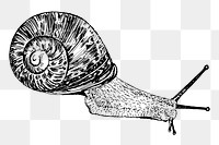 Snail png sticker illustration, transparent background. Free public domain CC0 image.