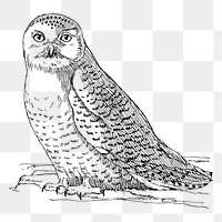 Owl png sticker illustration, transparent background. Free public domain CC0 image.