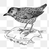 Blackbird png sticker illustration, transparent background. Free public domain CC0 image.