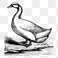 Duck png sticker illustration, transparent background. Free public domain CC0 image.