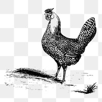 Chicken png sticker illustration, transparent background. Free public domain CC0 image.