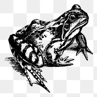 Toad png sticker illustration, transparent background. Free public domain CC0 image.