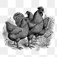 Chickens png sticker illustration, transparent background. Free public domain CC0 image.