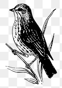 Sparrow bird png sticker illustration, transparent background. Free public domain CC0 image.