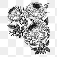 Rose flower png sticker illustration, transparent background. Free public domain CC0 image.