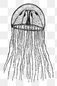 Jellyfish png sticker illustration, transparent background. Free public domain CC0 image.