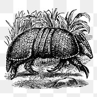 Armadillo png sticker illustration, transparent background. Free public domain CC0 image.