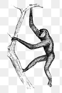 Gibbon monkey png sticker illustration, transparent background. Free public domain CC0 image.