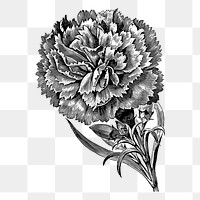 Carnation flower png sticker illustration, transparent background. Free public domain CC0 image.