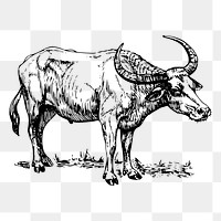 Buffalo png sticker illustration, transparent background. Free public domain CC0 image.