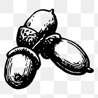 Acorn png sticker illustration, transparent background. Free public domain CC0 image.