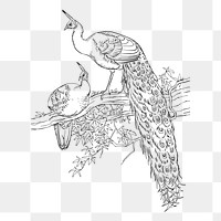 Peacock png sticker illustration, transparent background. Free public domain CC0 image.