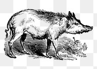 Boar png sticker illustration, transparent background. Free public domain CC0 image.