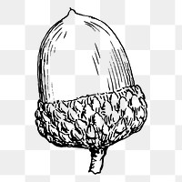 Acorn png sticker illustration, transparent background. Free public domain CC0 image.