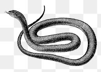 Snake png sticker illustration, transparent background. Free public domain CC0 image.