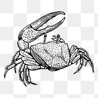 Crab png sticker illustration, transparent background. Free public domain CC0 image.