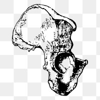 Pelvis anatomy png sticker illustration, transparent background. Free public domain CC0 image.