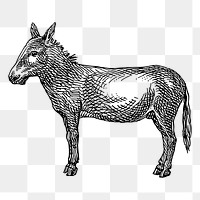 Donkey png sticker illustration, transparent background. Free public domain CC0 image.