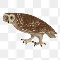 Owl png sticker illustration, transparent background. Free public domain CC0 image.