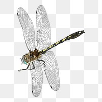 Dragonfly png sticker, insect illustration on transparent background. Free public domain CC0 image.