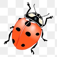 Ladybug png sticker, animal illustration, transparent background. Free public domain CC0 image