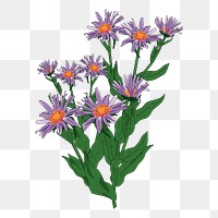 Flower png sticker, botanical illustration, transparent background. Free public domain CC0 image