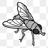 Fly png sticker, animal illustration, transparent background. Free public domain CC0 image