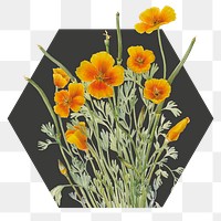 Yellow flower png badge sticker, Mexican poppy in hexagon badge, transparent background