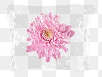 Pink chrysanthemum png flower plastic bag sticker, Spring concept art on transparent background