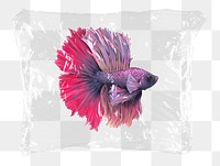 Siamese fighting png fish plastic bag sticker, fish concept art on transparent background