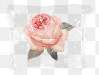 Wild rose png plastic bag sticker, Spring concept art on transparent background
