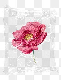 French rose png plastic bag sticker, Spring concept art on transparent background