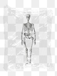 Human skeleton png plastic bag sticker, medical concept art on transparent background