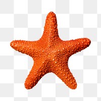 Starfish png sticker, sea animal, transparent background