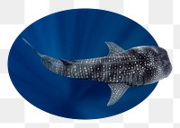Whale shark png badge sticker, sea animal photo, transparent background
