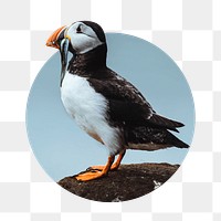 Atlantic puffin png bird badge sticker, animal photo, transparent background