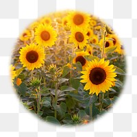 Sunflower field png badge sticker, Spring photo in blur edge circle, transparent background