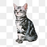 American Shorthair png cat sticker, pet image on transparent background