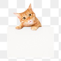 Ginger cat png frame sticker, pet animal image on transparent background