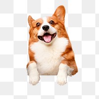 Corgi dog png sticker, pet image on transparent background