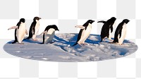 Penguins png oval  badge sticker, animal photo, transparent background