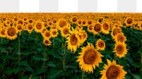 Sunflower field png border, transparent background