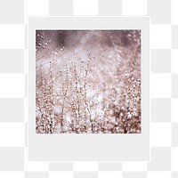 Winter flowers png sticker, aesthetic  instant photo, transparent background