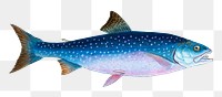 Alpine Charr fish png animal illustration sticker, transparent background