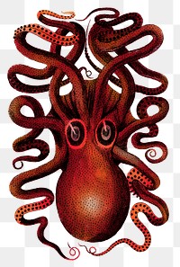 Red octopus png animal sticker, transparent background