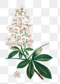 Flower png sticker, horse chestnut illustration, transparent background