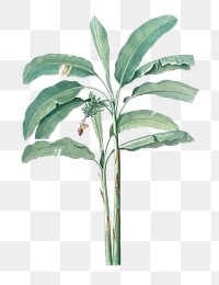 Banana tree png sticker, vintage illustration in transparent background