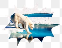 Polar bear png badge sticker, animal photo in bang shape, transparent background