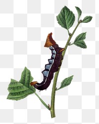 Caterpillar png sticker, vintage insect illustration, transparent background